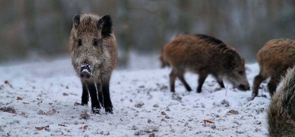 Wild- & Freizeitpark Klotten: Winteröffnung