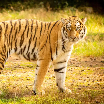 Serengeti Park: Nachwuchs bei den sibirischen Tigern