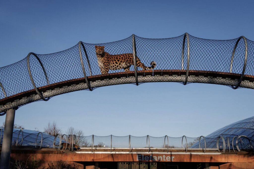 Zoo Kopenhagen: Leopardenpfad