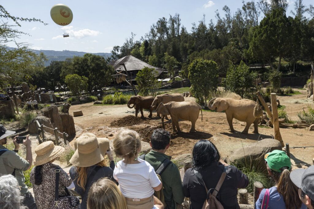San Diego Zoo: Elephant Valley