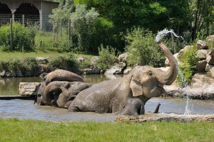 Le Pal: Le Delta des Éléphants