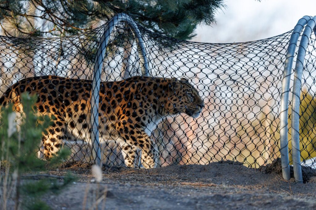 Zoo Kopenhagen: Leopardenpfad