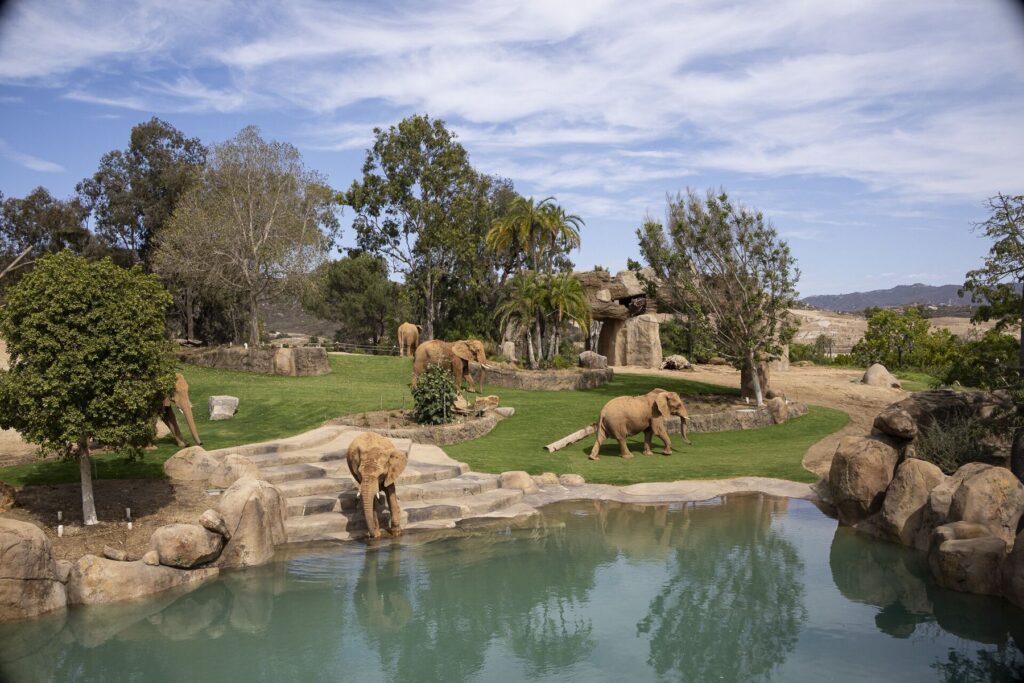 San Diego Zoo: Elephant Valley