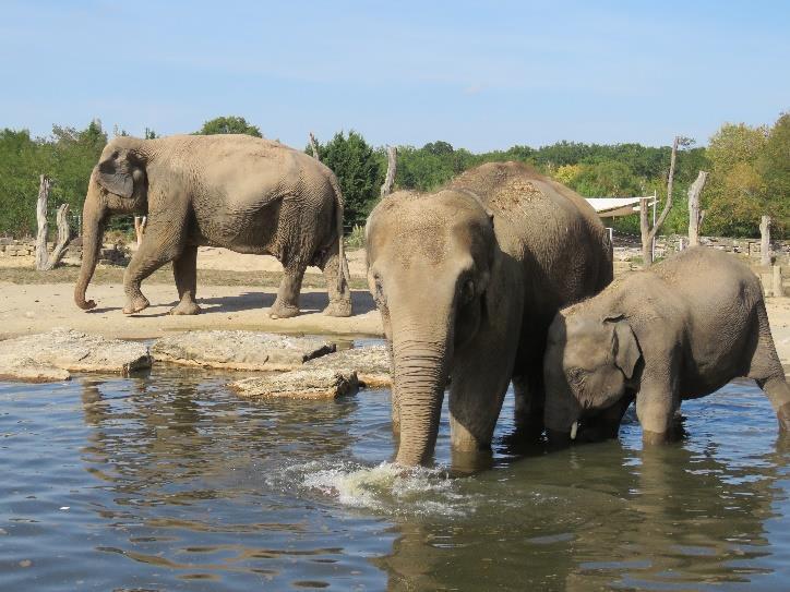 Le Pal: Le Delta des Éléphants