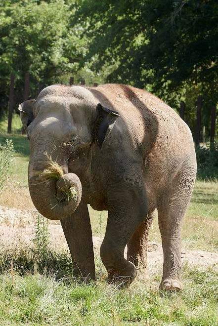 Le Pal: Le Delta des Éléphants