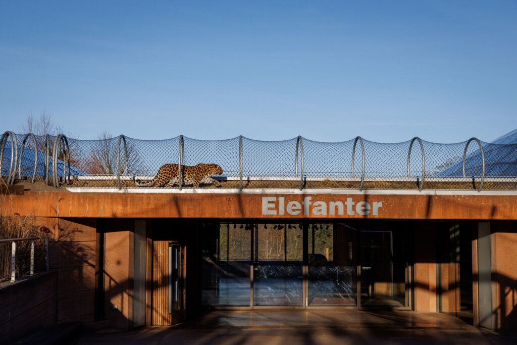 Zoo Kopenhagen: Leopardenpfad