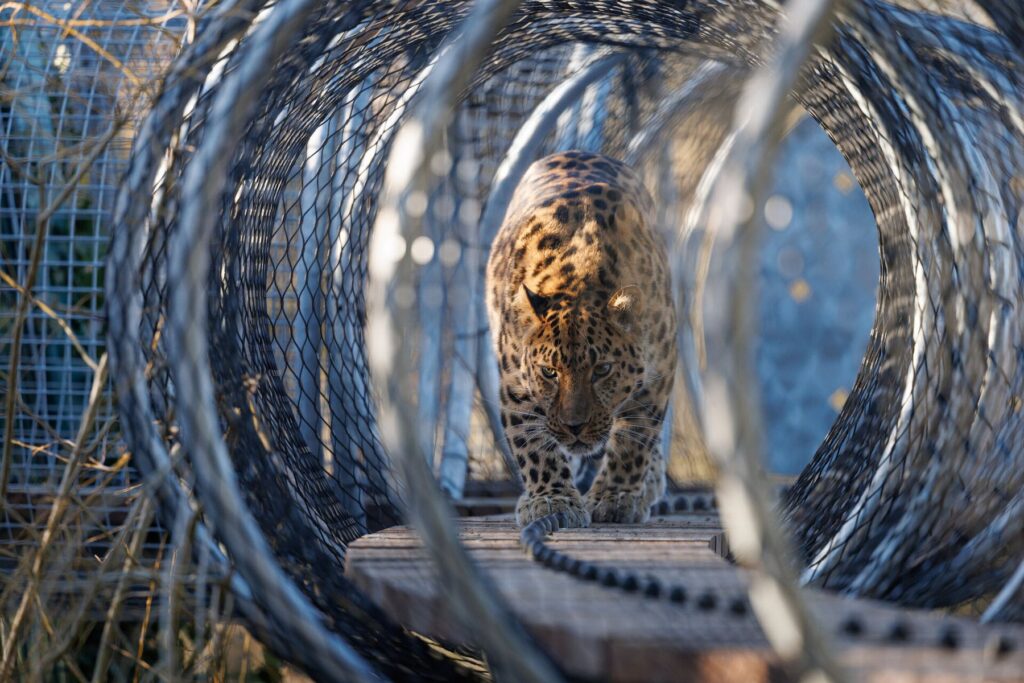 Zoo Kopenhagen: Leopardenpfad