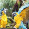 Zoo Leipzig: Amazonien & Loriversum