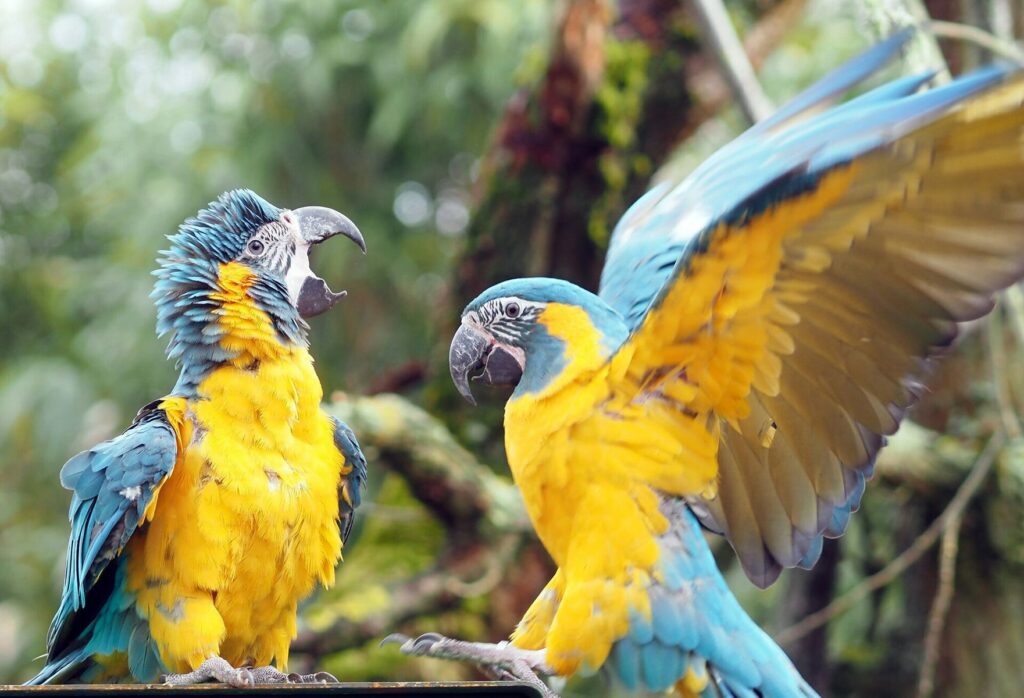 Zoo Leipzig: Amazonien & Loriversum