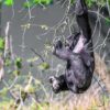 Bristol Zoo Project: African Forest