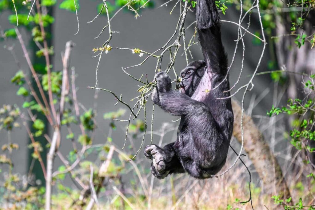 Bristol Zoo Project: African Forest