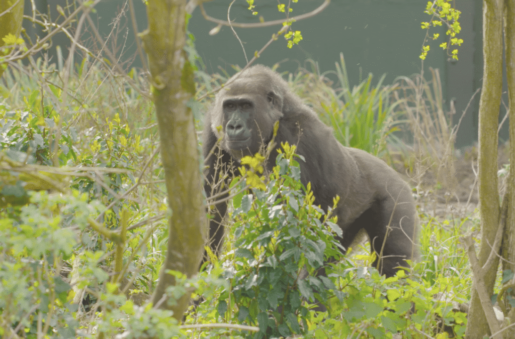 Bristol Zoo Project: African Forest