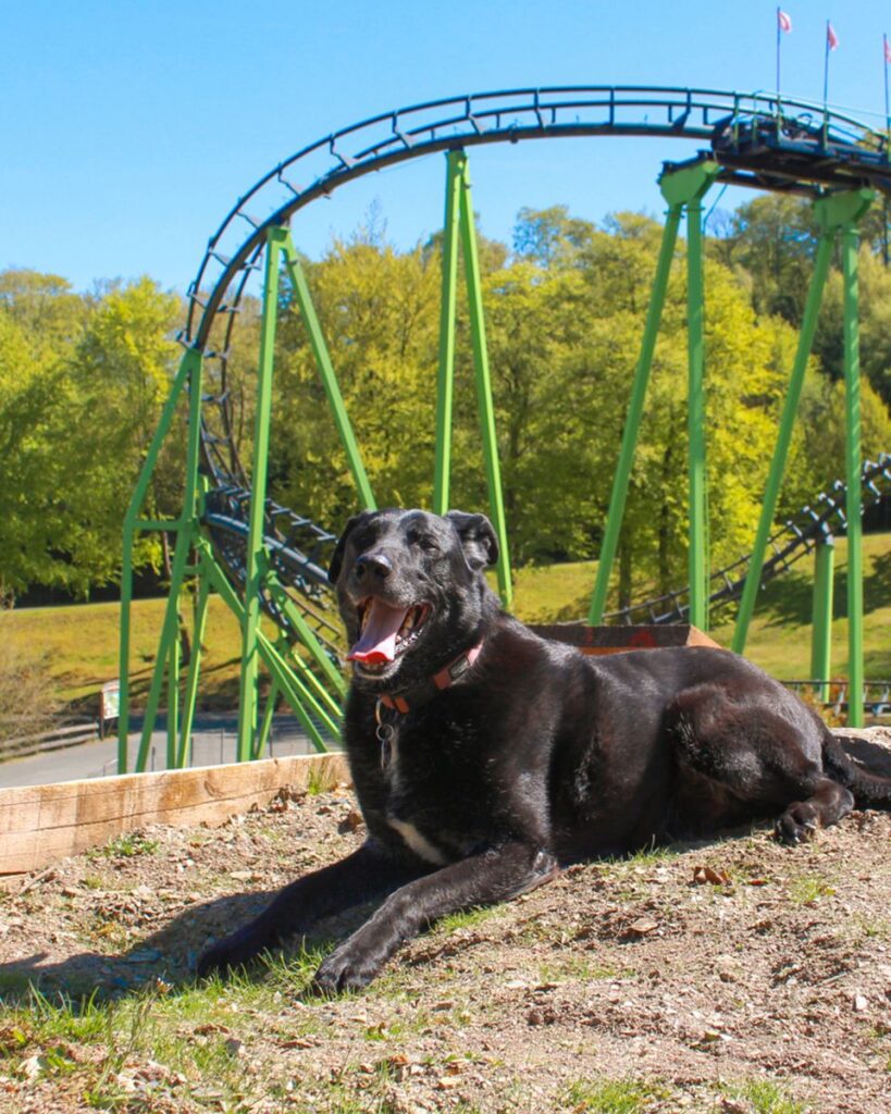 Fort Fun Abenteuerland: Speed Dog Arena
