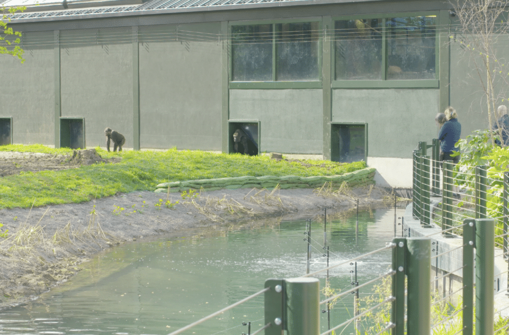 Bristol Zoo Project: African Forest