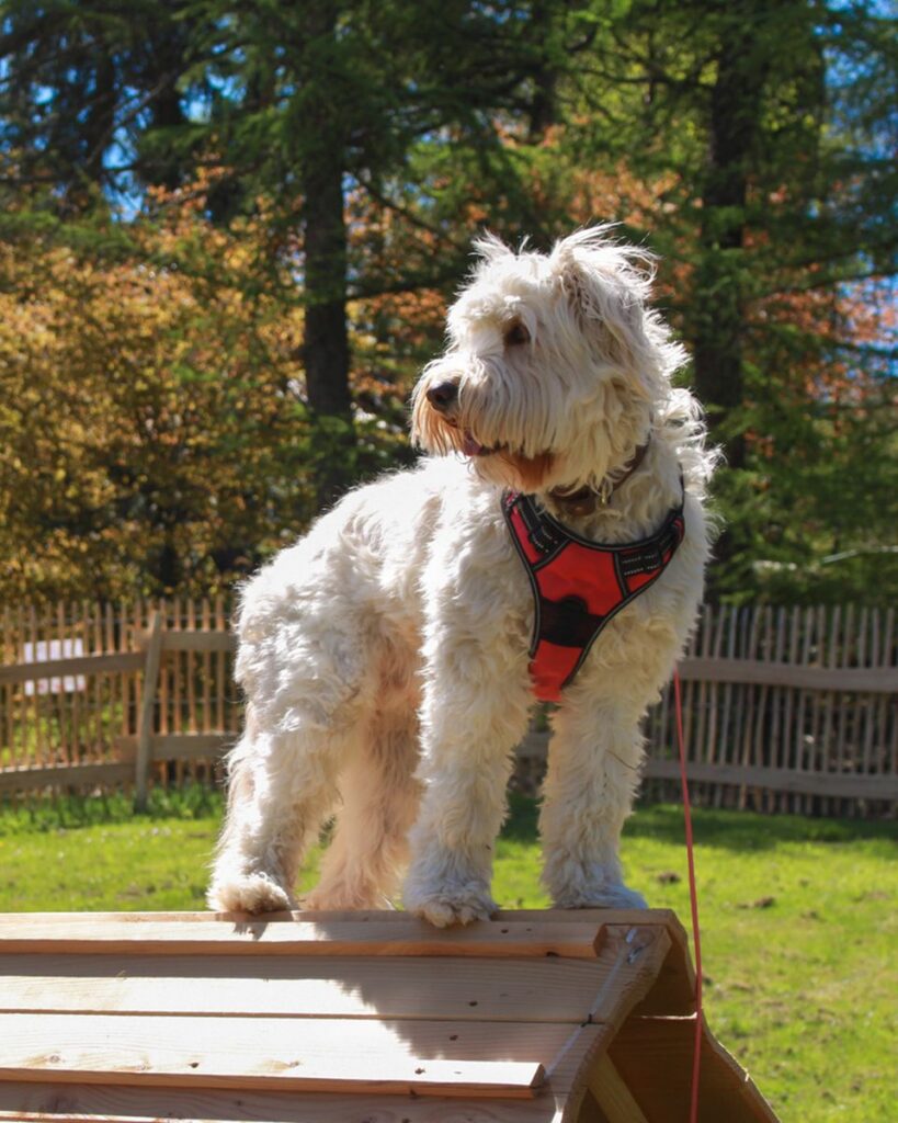 Fort Fun Abenteuerland: Speed Dog Arena