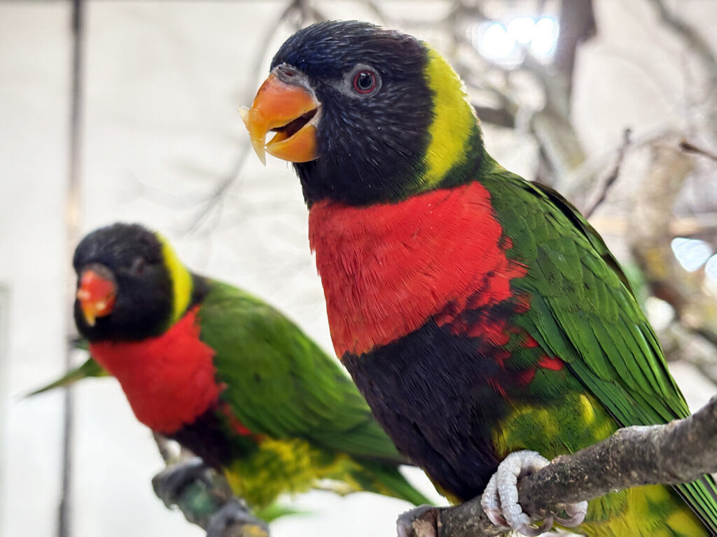 Zoo Leipzig: Amazonien & Loriversum