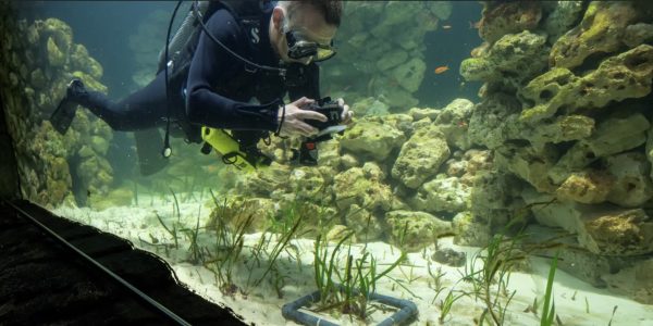 Burgers' Zoo: Seegras-Aquarium