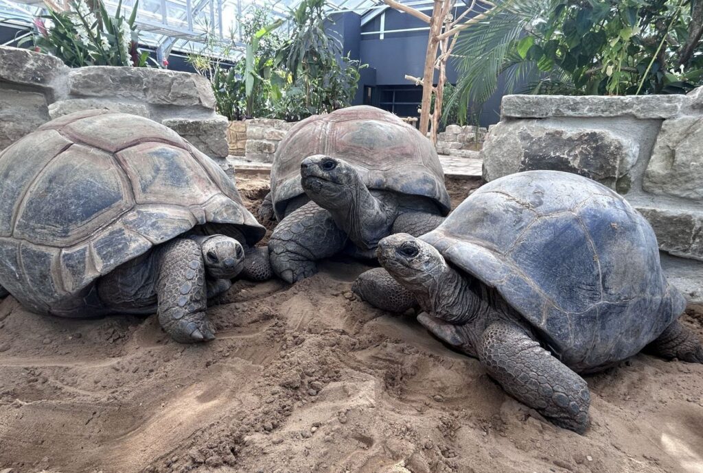 Erlebnis-Zoo Hannover: Reptilium
