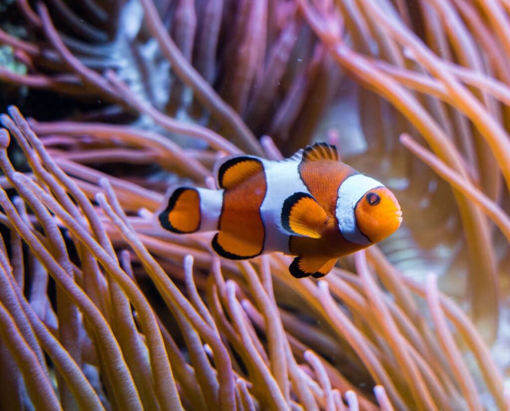 Aquarium Berlin: Wiedereröffnung