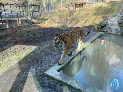 Foto aus Zoo Neuwied von Highnoon