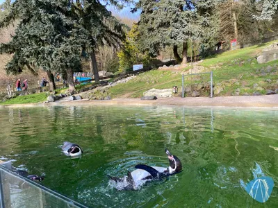 Foto aus Zoo Neuwied von Highnoon