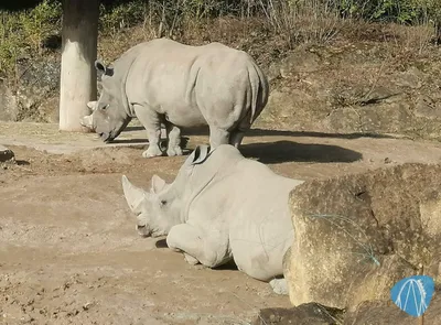 Foto aus Zoo d’Amnéville von Rolala