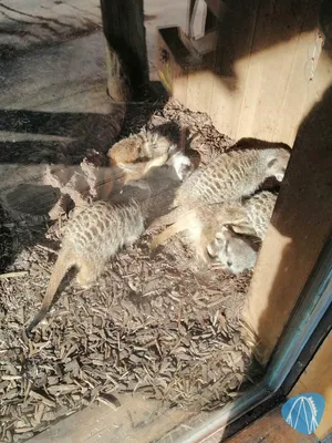 Foto aus Zoo d’Amnéville von Rolala