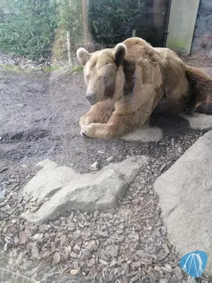 Foto aus Zoo d’Amnéville von Rolala