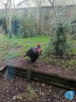 Foto aus Zoo d’Amnéville von Rolala