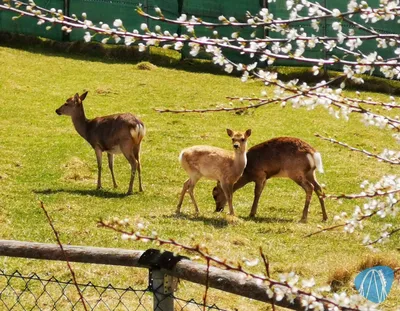 Foto aus Bayern-Park von Kurenai