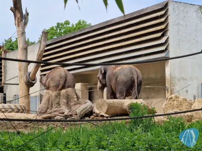 Foto aus Wilhelma Zoologisch-Botanischer Garten Stuttgart von coaster_Markus
