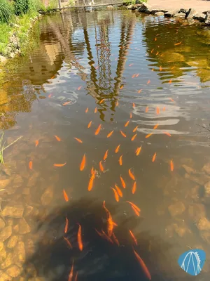 Foto aus Toverland von Sabi