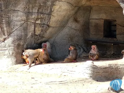 Foto aus Tierpark Hagenbeck von Ostseegirl