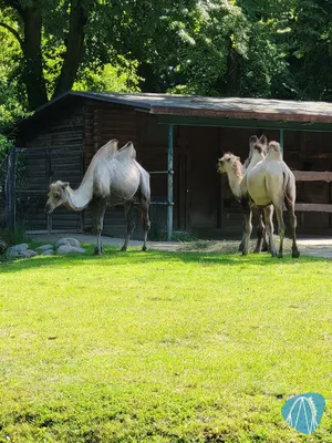 Foto aus Tierpark Hagenbeck von Ostseegirl