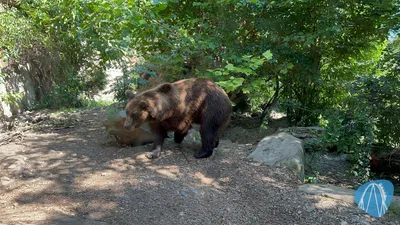 Foto aus Alpenzoo Innsbruck von Highnoon