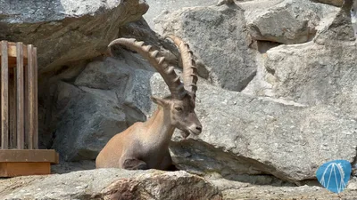 Foto aus Alpenzoo Innsbruck von Highnoon