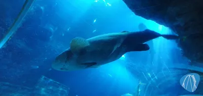 Foto aus SEA LIFE Speyer von ViernheimerBub