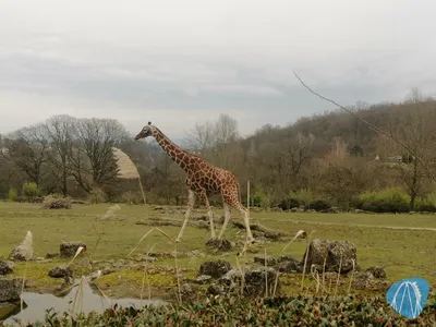 Foto aus Opel-Zoo von Rolala