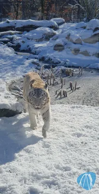 Foto aus Tier- und Freizeitpark Thüle von ViernheimerBub