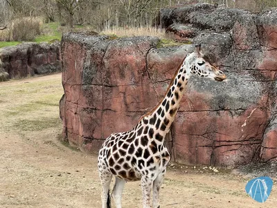 Foto aus GaiaZoo von Highnoon