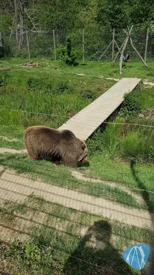 Foto aus Tierpark Rheinböllen von leod1982