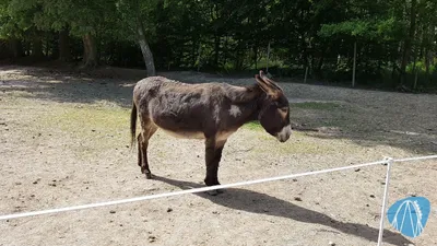 Foto aus Tierpark Rheinböllen von leod1982