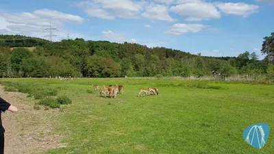 Foto aus Tierpark Rheinböllen von leod1982