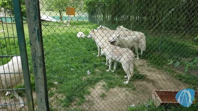 Foto aus Tierpark Rheinböllen von leod1982