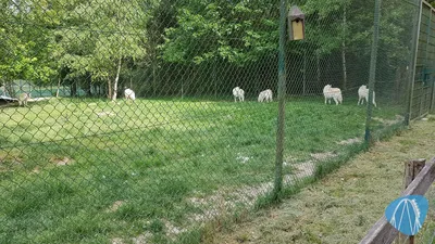 Foto aus Tierpark Rheinböllen von leod1982