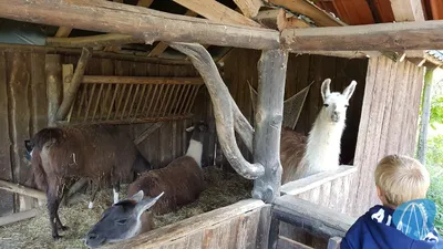 Foto aus Tierpark Rheinböllen von leod1982