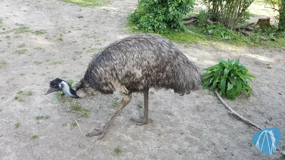 Foto aus Tierpark Rheinböllen von leod1982