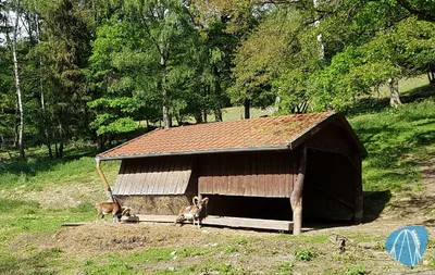 Foto aus Tierpark Rheinböllen von leod1982
