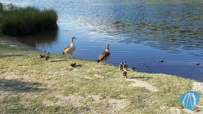 Foto aus Tierpark Rheinböllen von leod1982
