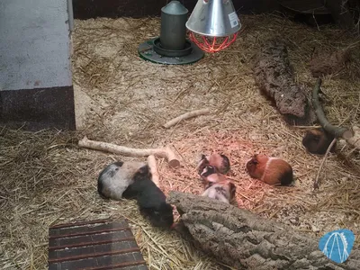 Foto aus Zoo Vivarium von leod1982